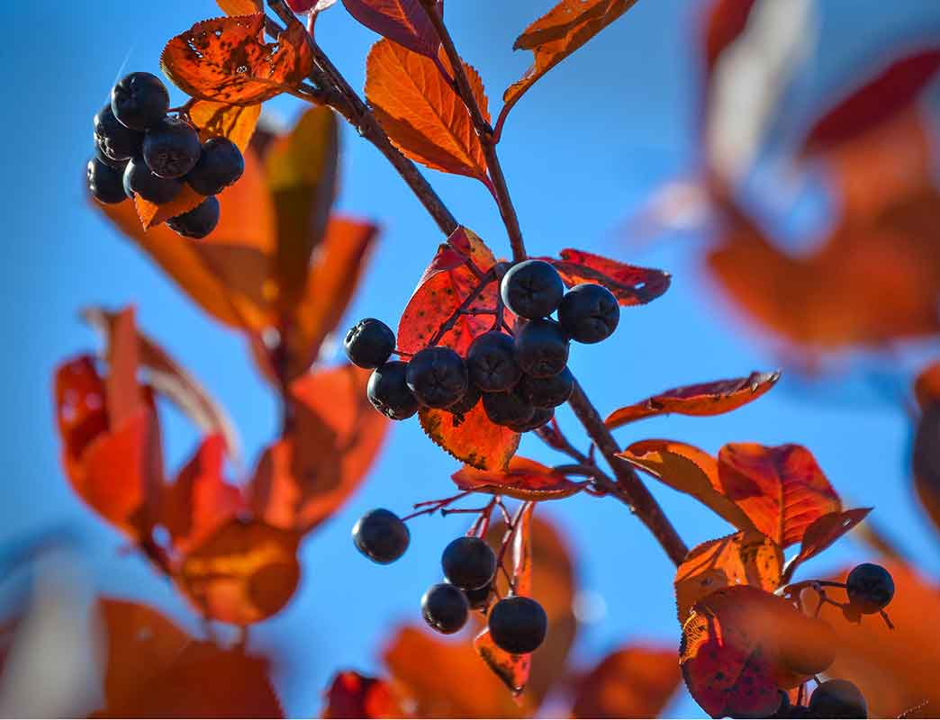 Korab Garden chokeberry